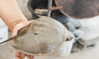 马蹄蟹烹饪方法 家常炒鲎肉可以这样做