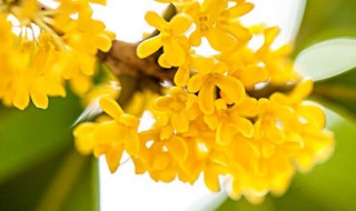 桂花的扦插方法 桂花如何扦插