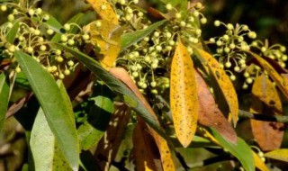 山苍树的种植方法 种植的方法介绍