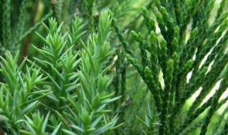 茶花树的移栽方法 怎么移栽茶花树