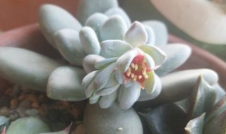 白美人爆盆的方法 白美人如何爆盆