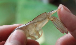 择虾线的方法 如何去虾线