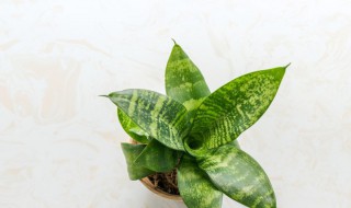 虎皮兰的栽培方法 一年四季应该如何养护