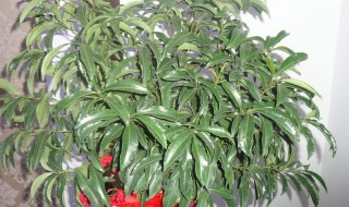 富贵籽养殖方法 富贵籽怎么养才能更旺盛