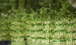 元宝竹水培养殖方法 应该怎么培植元宝竹