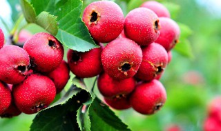 新鲜山楂果怎么保存 新摘的山楂怎么保存