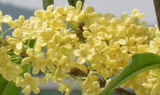 桂花怎么保存香味 桂花保存香味的方法