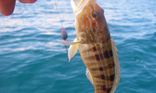 鲢鱼饲料配制方法 如何配制鲢鱼饲料