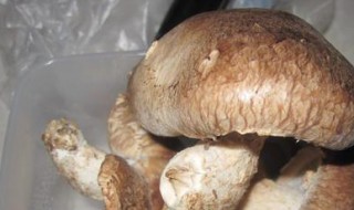 香菇怎么保存好 香菇保存好的方法