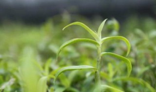 铁皮石斛的功效与禁忌 铁皮石斛的简介