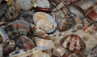 蛤蜊清理方法 正确清洗花蛤