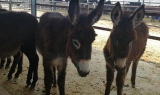 驴繁育的正确方法 驴繁育的正确方法是怎样的