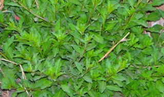 枸杞菜种植窍门 枸杞菜最适合的种植方法