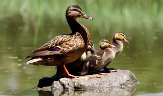 养野鸭有什么技巧 养野鸭的方法介绍