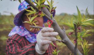 水蜜桃冬季修剪方法 水蜜桃的整形修剪方法