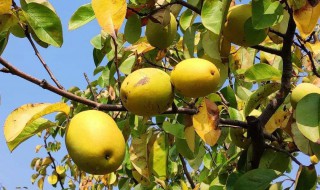 海棠木瓜的种植方法 木瓜海棠的养殖方法介绍