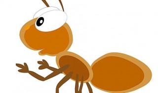 灭白蚁的方法 灭白蚁最有效的方法