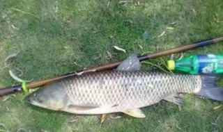 夏季夜钓草鱼的方法 夏季夜钓草鱼的技巧