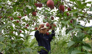 果树不结果解决方法 可以采取什么办法解决