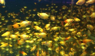 金牡丹热带鱼的养殖技巧 金牡丹鱼怎么养