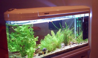 鱼缸怎么消毒 鱼缸的消毒方法