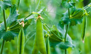 豌豆播种的方法有什么 豌豆种后如何养护