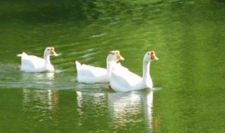 鹅鹅鹅鹅鹅是什么梗 鹅鹅鹅鹅鹅梗的由来