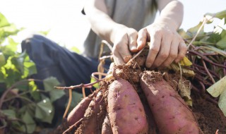 地瓜的储存方法家庭 这三种方法最为常用