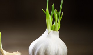 防止大蒜发芽的方法 这四种方法都很有用