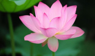 荷花有什么颜色 荷花颜色及花语介绍