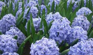 风信子什么时候开花 风信子开花时间