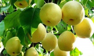 梨什么时候成熟 梨什么时候可以成熟