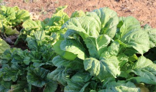 青菜的种植方法和时间 青菜四季都能种