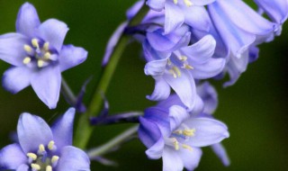 花是由什么发育而成 花的简介