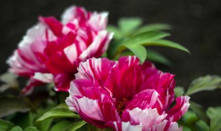 鲜花保存长久的方法 鲜花保存长久的方法有哪些