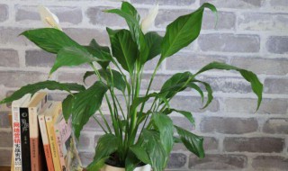 白掌怎么养 白掌如何养殖