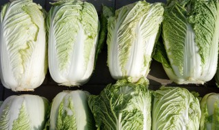 大白菜存储方法 这样保存最简单