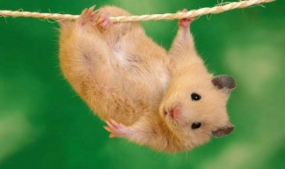 田鼠正确养殖方法 田鼠扩展资料