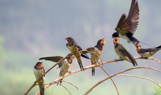 燕子的知识有哪些 燕子的介绍