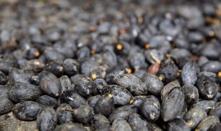 乌榄的制作方法 制作乌榄的方法