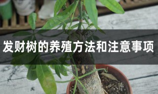 发财树养护正确方法 发财树养植方法及注意事项