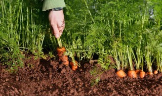 胡萝卜的种植方法 胡萝卜的种植方法介绍