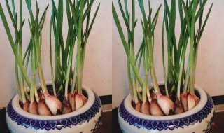 大蒜盆栽种植方法 大蒜盆栽如何种植