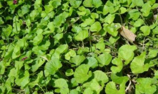 鸡血草的功效与作用及食用方法 鸡血草的好处