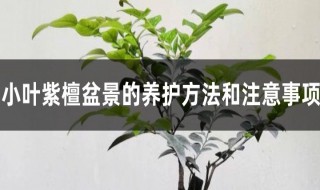 小叶紫檀养殖方法和注意事项 小叶紫檀盆景的正确养法