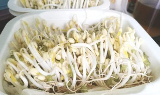 泡豆芽的方法 泡豆芽的方法分享