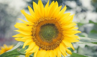 阳光语录暖人心短句 阳光语录暖人心短句有哪些