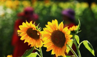 暖心语录经典 暖心语录经典有哪些