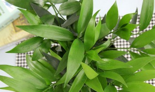 长寿竹的繁殖方法 长寿竹应该怎么施肥