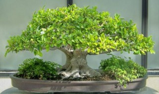 小榕树的养殖方法和注意事项 小榕树的养殖方法和注意事项介绍